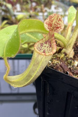 Close Up of Nepenthes chaniana x veitchii | Borneo Exotics | BE-3137 | IN24934