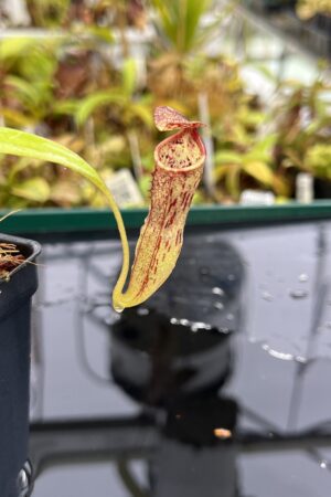 Close Up of Nepenthes copelandii (Mindanao, Philippines) | Andreas Wistuba | AW-01 | IN25184