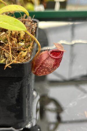Close Up of Nepenthes densiflora x aristolochioides | Borneo Exotics | BE-4076 | H24881