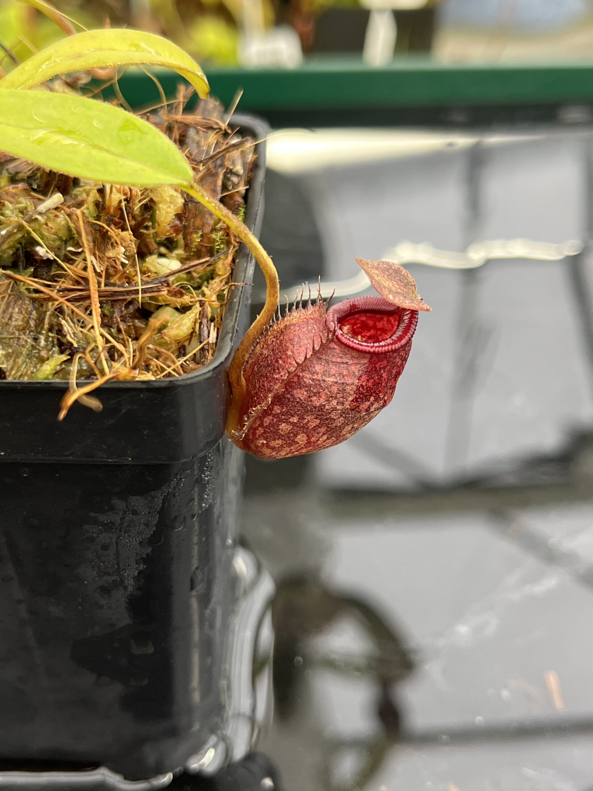 Close Up of Nepenthes densiflora x aristolochioides | Borneo Exotics | BE-4076 | H24881