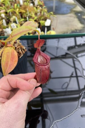 Close Up of Nepenthes densiflora x jamban | Borneo Exotics | BE-4659 | H24849