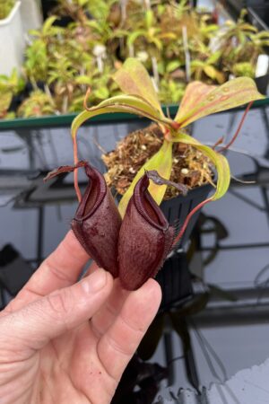 Close Up of Nepenthes densiflora x jamban | Borneo Exotics | BE-4659 | H25018