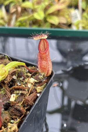 Close Up of Nepenthes diabolica x hamata | Andreas Wistuba | AW-01 | H25066