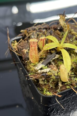 Close Up of Nepenthes (diabolica x hamata) x eymae G. Tambusisi pod #2 | MKS | Florae | Florae Collaborative | FC-436 | H24991