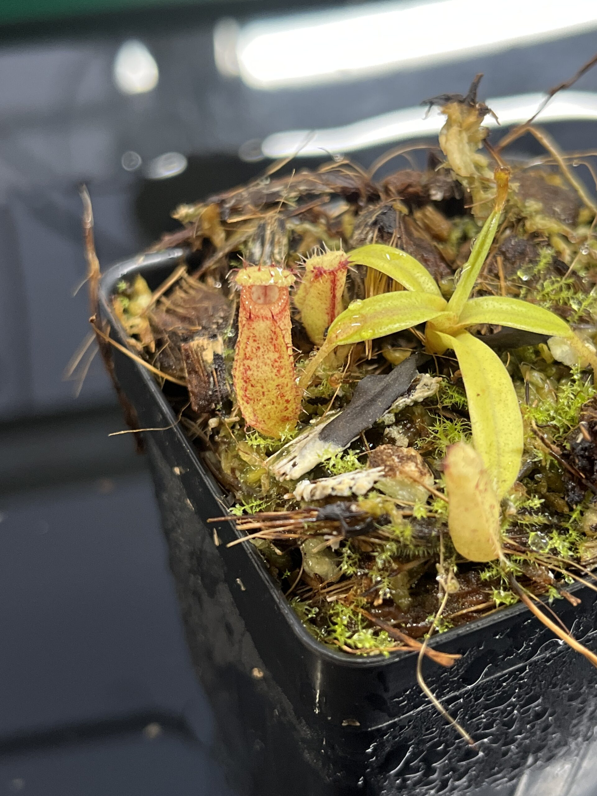 Close Up of Nepenthes (diabolica x hamata) x eymae G. Tambusisi pod #2 | MKS | Florae | Florae Collaborative | FC-436 | H24991