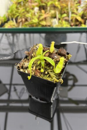 Close Up of Nepenthes (diabolica x hamata) x eymae G. Tambusisi pod. #1 | MKS | Florae | Florae Collaborative | FC-431 | H24961