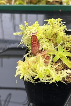 Close Up of Nepenthes (diabolica x hamata) x hamata | Andreas Wistuba | AW-ISC | H25025