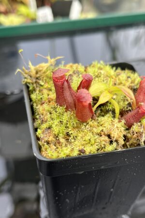 Close Up of Nepenthes diatas x villosa | JH | Florae | Clone 2 | Jeremiah Harris | JH-391.02 | H24863