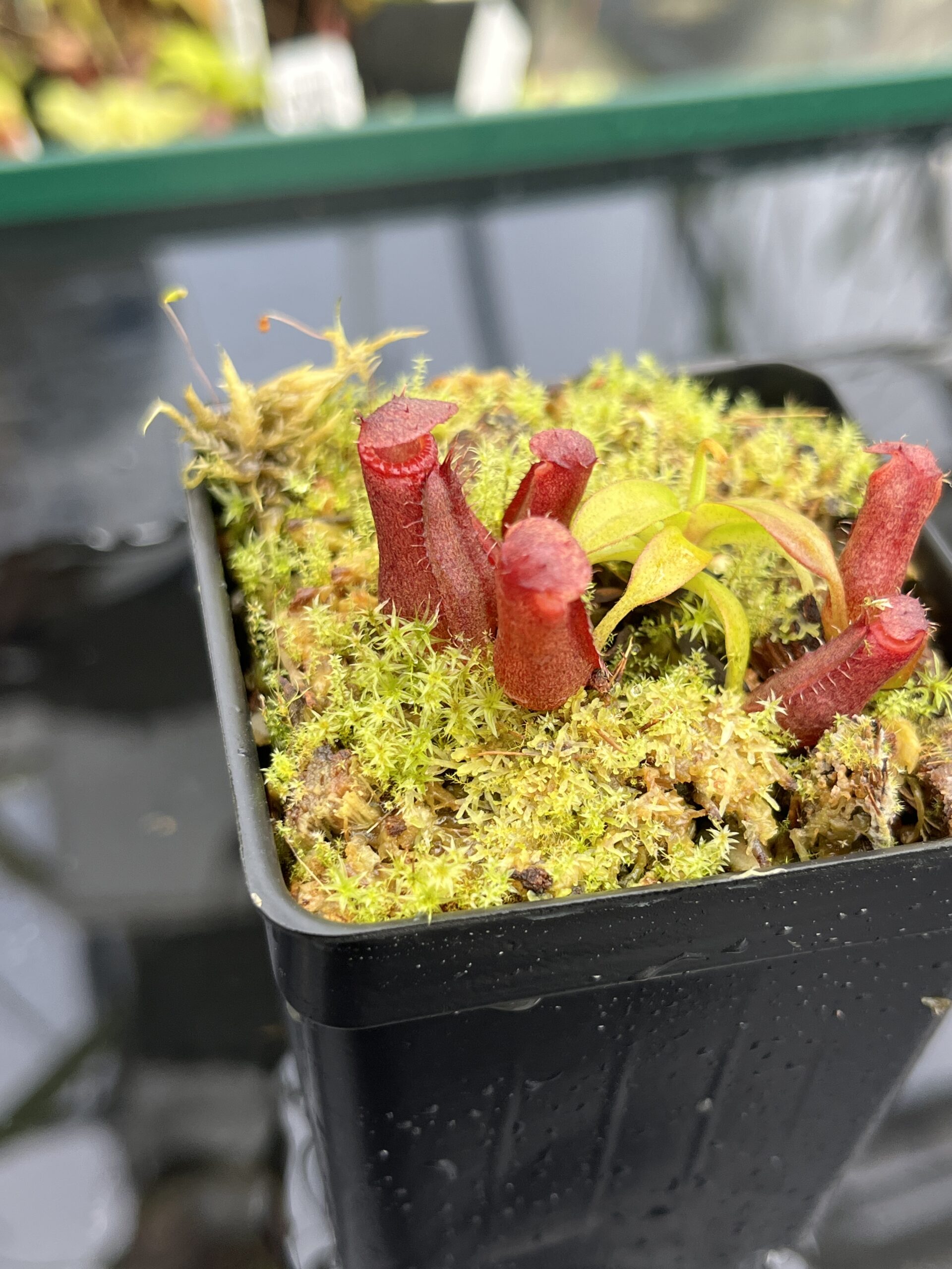 Close Up of Nepenthes diatas x villosa | JH | Florae | Clone 2 | Jeremiah Harris | JH-391.02 | H24863