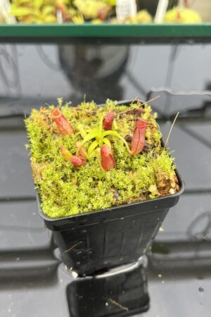 Close Up of Nepenthes diatas x villosa | JH | Jeremiah Harris | JH-391.01 | H24862