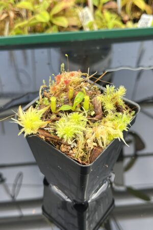 Close Up of Nepenthes edwardsiana | Jeremiah Harris | JH-458 | H25027