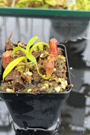 Close Up of Nepenthes edwardsiana x jacquelineae | Assorted Clones | Jeremiah Harris | JH-413 | H25072