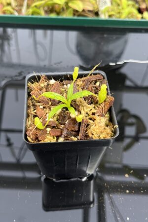 Close Up of Nepenthes edwardsiana x jacquelineae | Jeremiah Harris | JH-413.03 | H24971
