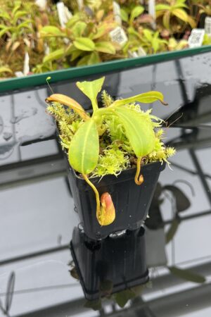 Close Up of Nepenthes ephippiata (Gunung Raya, Borneo) | Andreas Wistuba | AW-05 | H25124