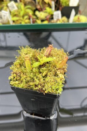 Close Up of Nepenthes ephippiata Hose Mountains | JH | Jeremiah Harris | JH-45.02 | H24866