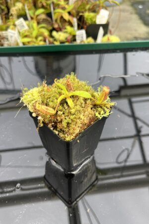 Close Up of Nepenthes ephippiata Hose Mountains | JH | Jeremiah Harris | JH-45.07 | H24861