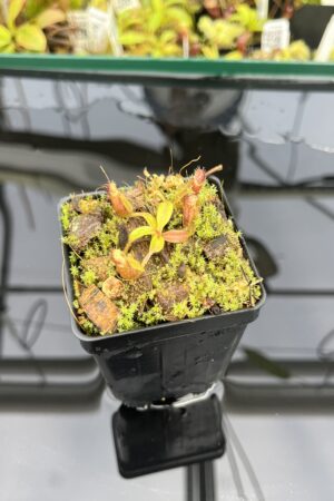 Close Up of Nepenthes ephippiata Hose Mountains | JH | Jeremiah Harris | JH-45.07 | H24864