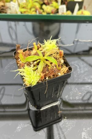 Close Up of Nepenthes ephippiata Hose Mountains | Jeremiah Harris | Clone 4 | Florae Collaborative | FC-45.04 | H24869