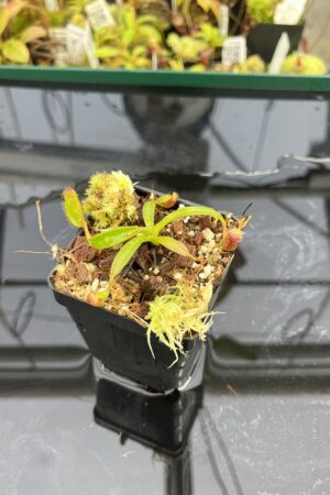 Close Up of Nepenthes ephippiata Hose Mountains | Jeremiah Harris | Clone 4 | Florae Collaborative | FC-45.04 | H24870