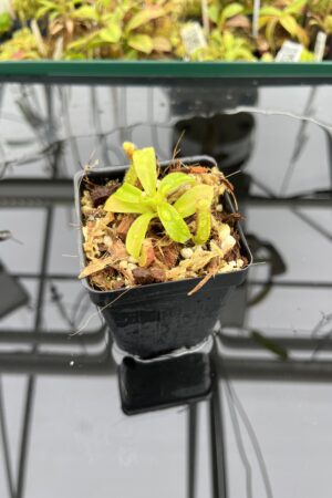 Close Up of Nepenthes ephippiata Hose Mountains | Jeremiah Harris | JH-045.01 | H25080