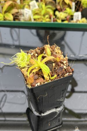 Close Up of Nepenthes ephippiata Hose Mountains | Jeremiah Harris | JH-45.03 | H24871