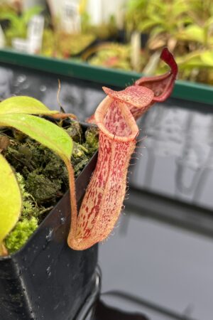Close Up of Nepenthes epiphytica x (lowii x merrilliana) | individual seedling (ISC) | Andreas Wistuba | AW-Nx_ephipX(lowXmer).1 | IN25189
