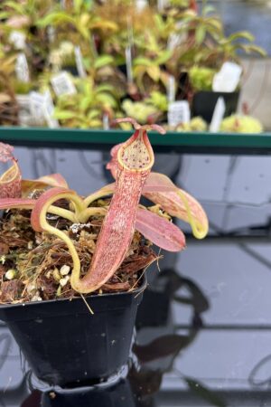 Close Up of Nepenthes eymae | Borneo Exotics | BE-3736 | IN24813