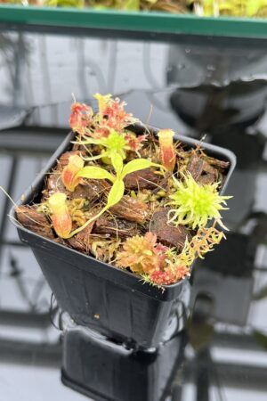 Close Up of Nepenthes flava x villosa | Andreas Wistuba | AW-(ISC) | H25078