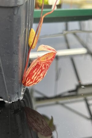 Close Up of Nepenthes glabrata | Borneo Exotics | BE-4592 | H24852
