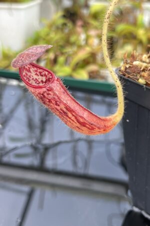 Close Up of Nepenthes glandulifera | Borneo Exotics | BE-3766 | H24851