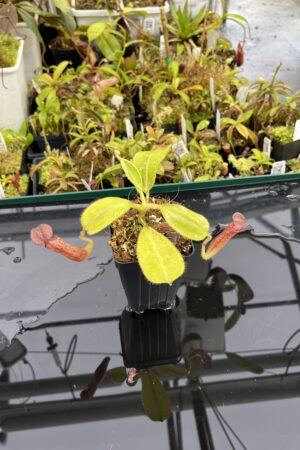 Close Up of Nepenthes glandulifera | Borneo Exotics | BE-3766 | H24951