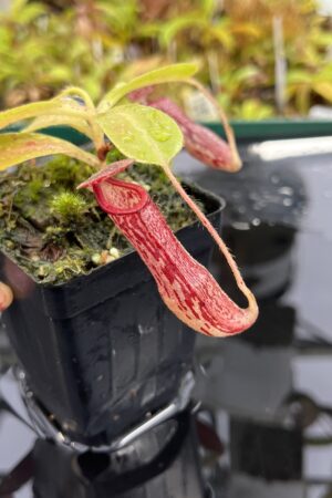 Close Up of Nepenthes glandulifera x (ventricosa x stenophylla) | Florae Collaborative | | IN25190