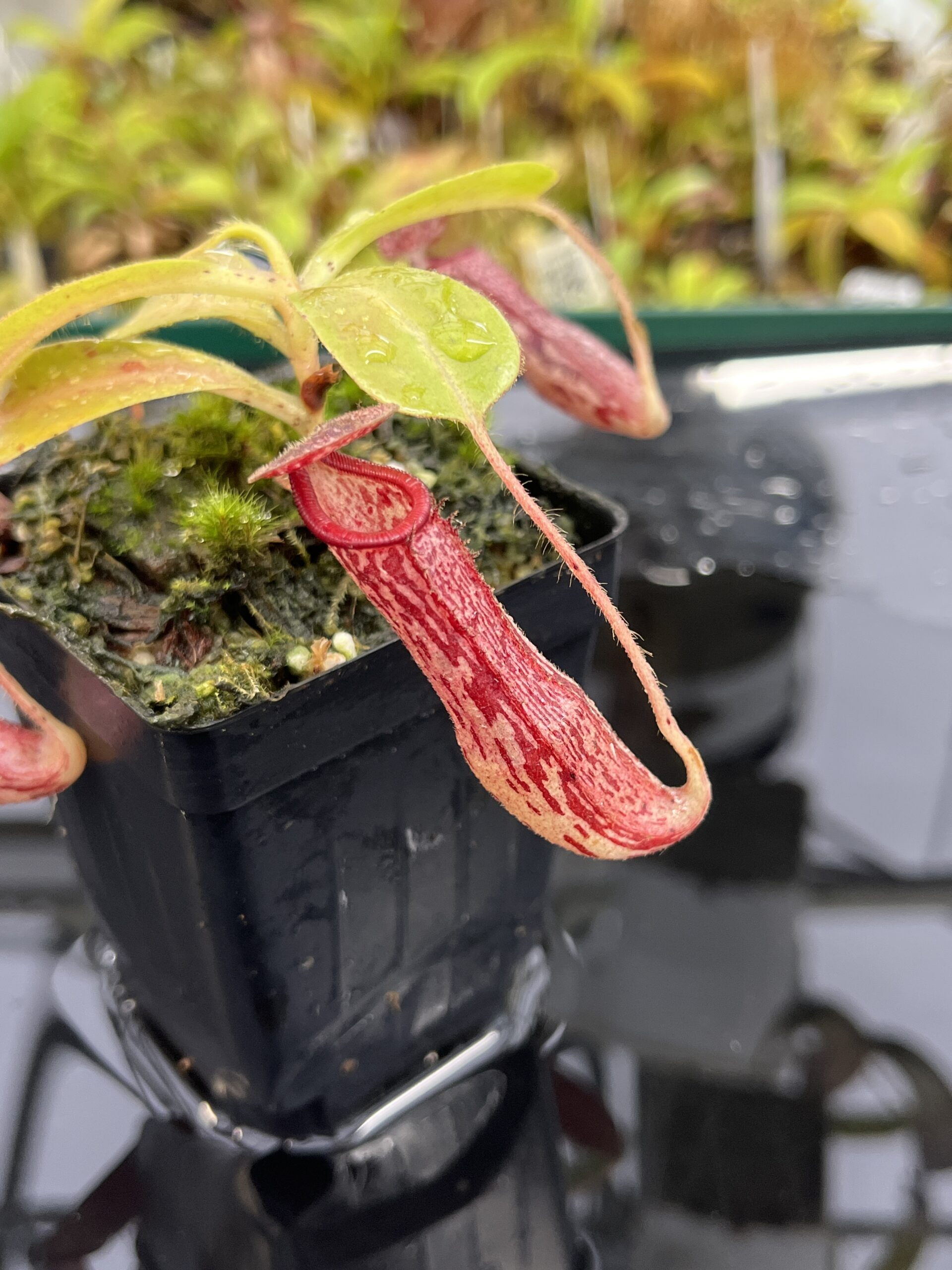 Close Up of Nepenthes glandulifera x (ventricosa x stenophylla) | Florae Collaborative | | IN25190