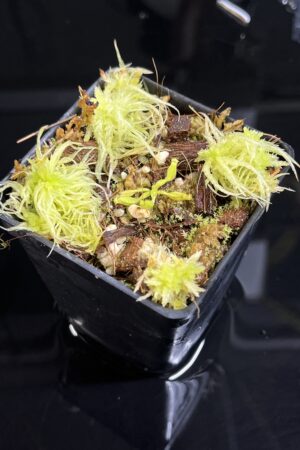 Close Up of Nepenthes glandulifera x villosa | Jeremiah Harris | JH-498.02 | H25219