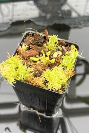Close Up of Nepenthes glandulifera x villosa | Jeremiah Harris | JH-498.02 | H25221
