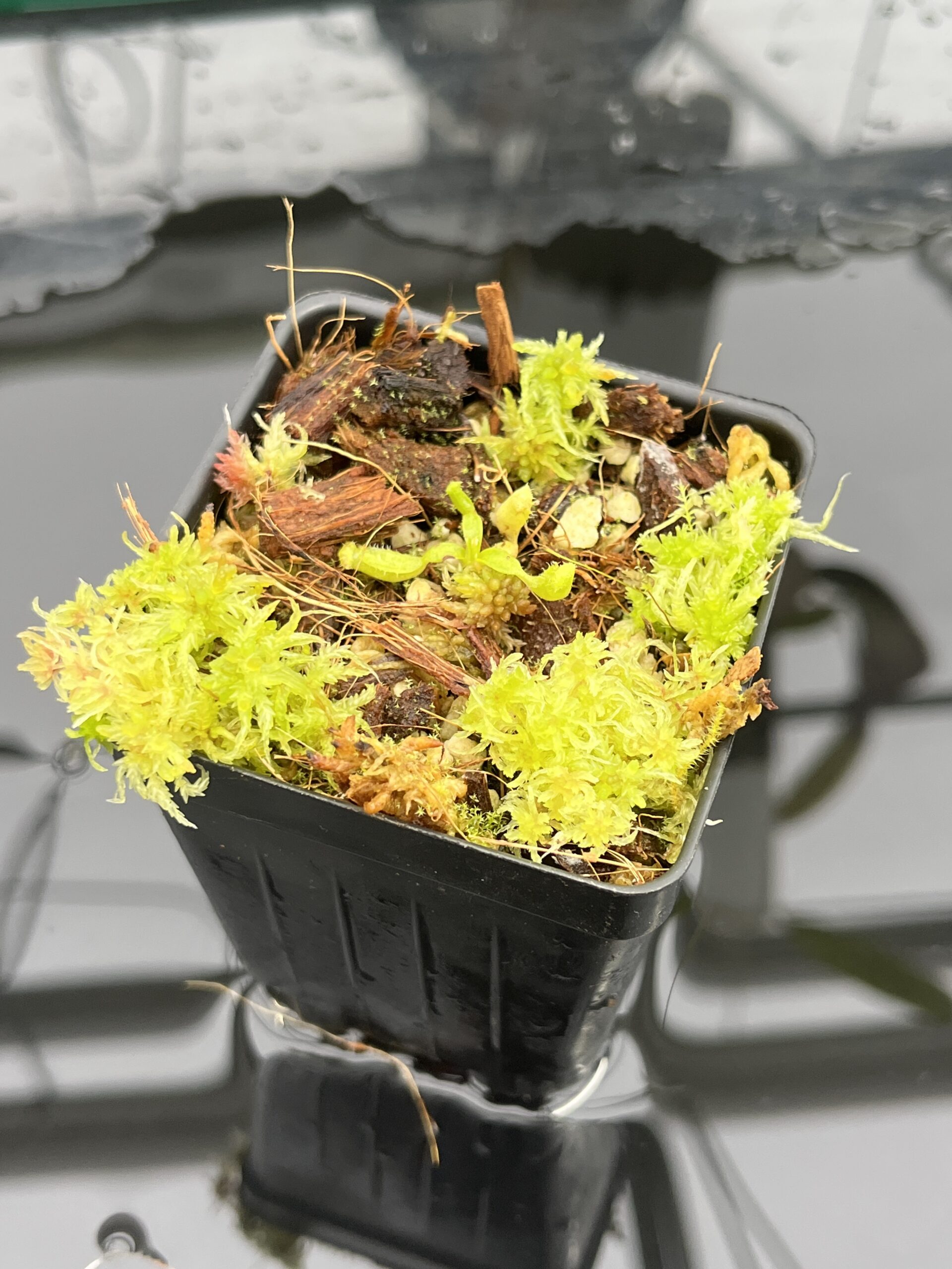 Close Up of Nepenthes glandulifera x villosa | Jeremiah Harris | JH-498.02 | H25221