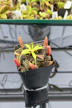 Close Up of Nepenthes glandulifera x xtrusmadiensis | Florae Collaborative | FC-171.03 | IN24829