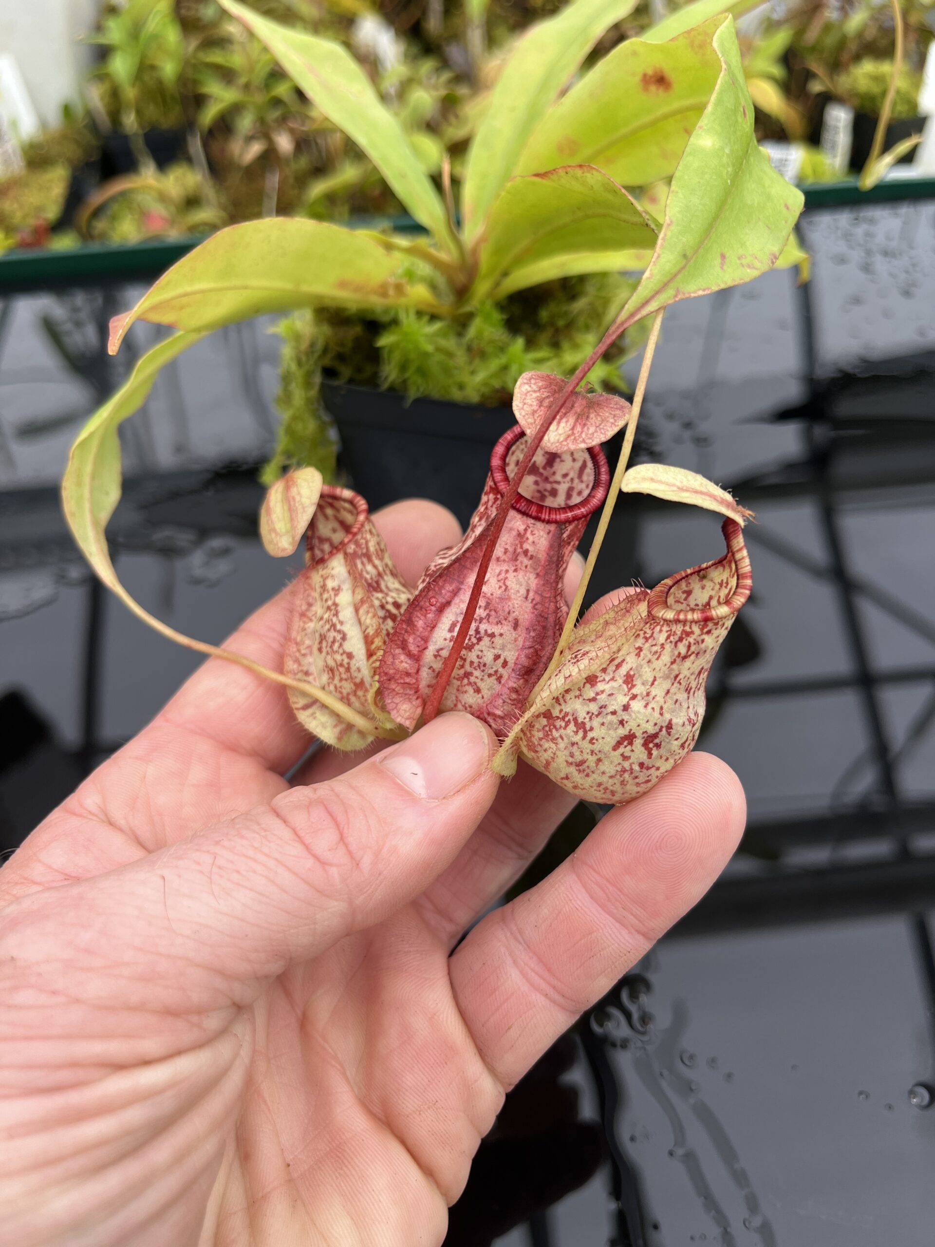 Close Up of Nepenthes (globosa x xKuchingensis) x open pollinated | Manny Herrera | | L25149