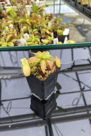 Close Up of Nepenthes gymnamphora | Borneo Exotics | BE-4059 | H24876