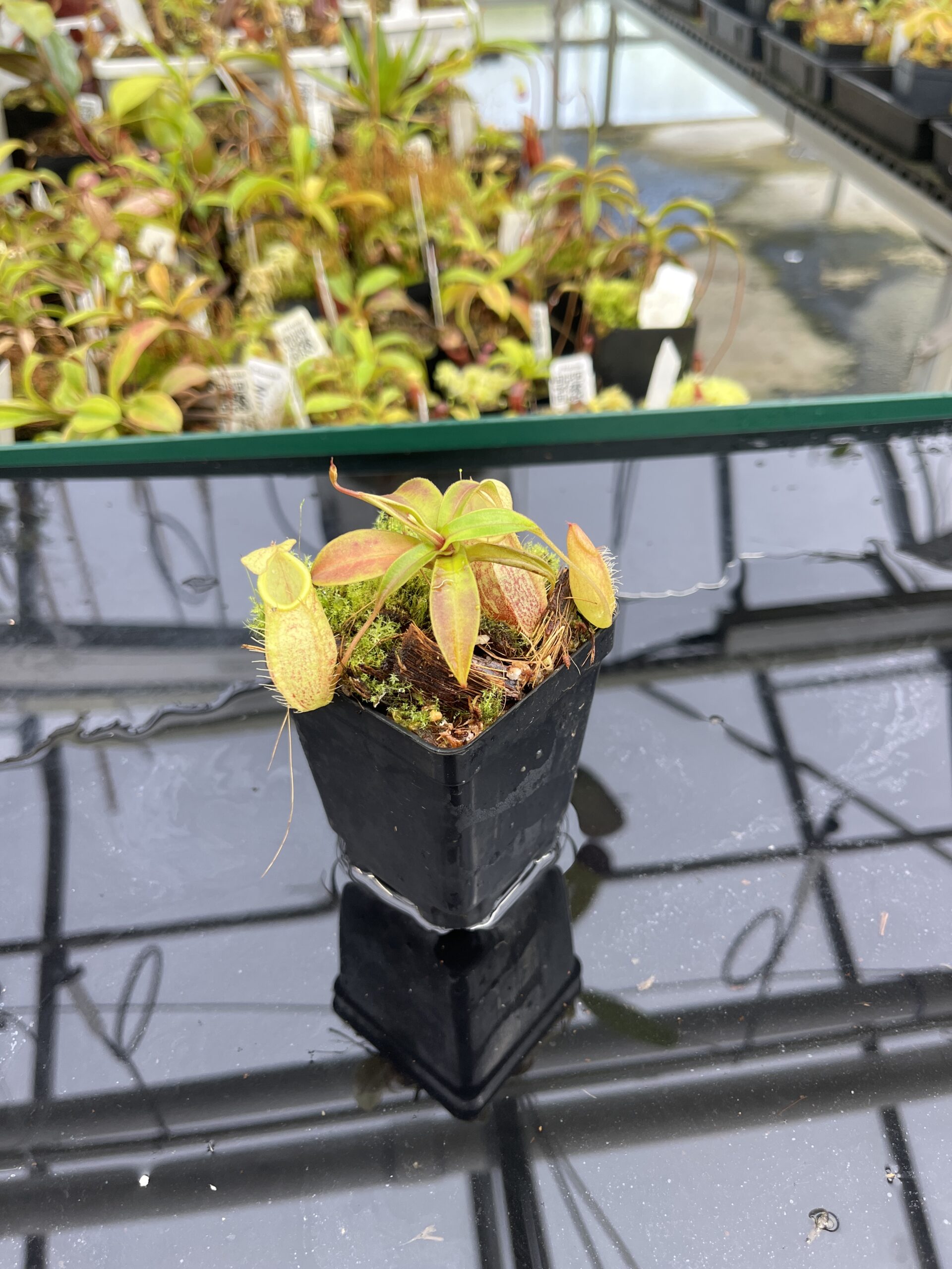 Close Up of Nepenthes gymnamphora | Borneo Exotics | BE-4059 | H24876