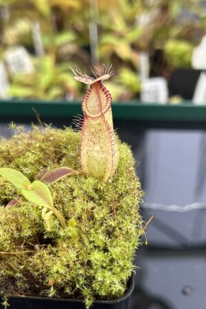 Close Up of Nepenthes hamata | Borneo Exotics | BE-4044 | H24880