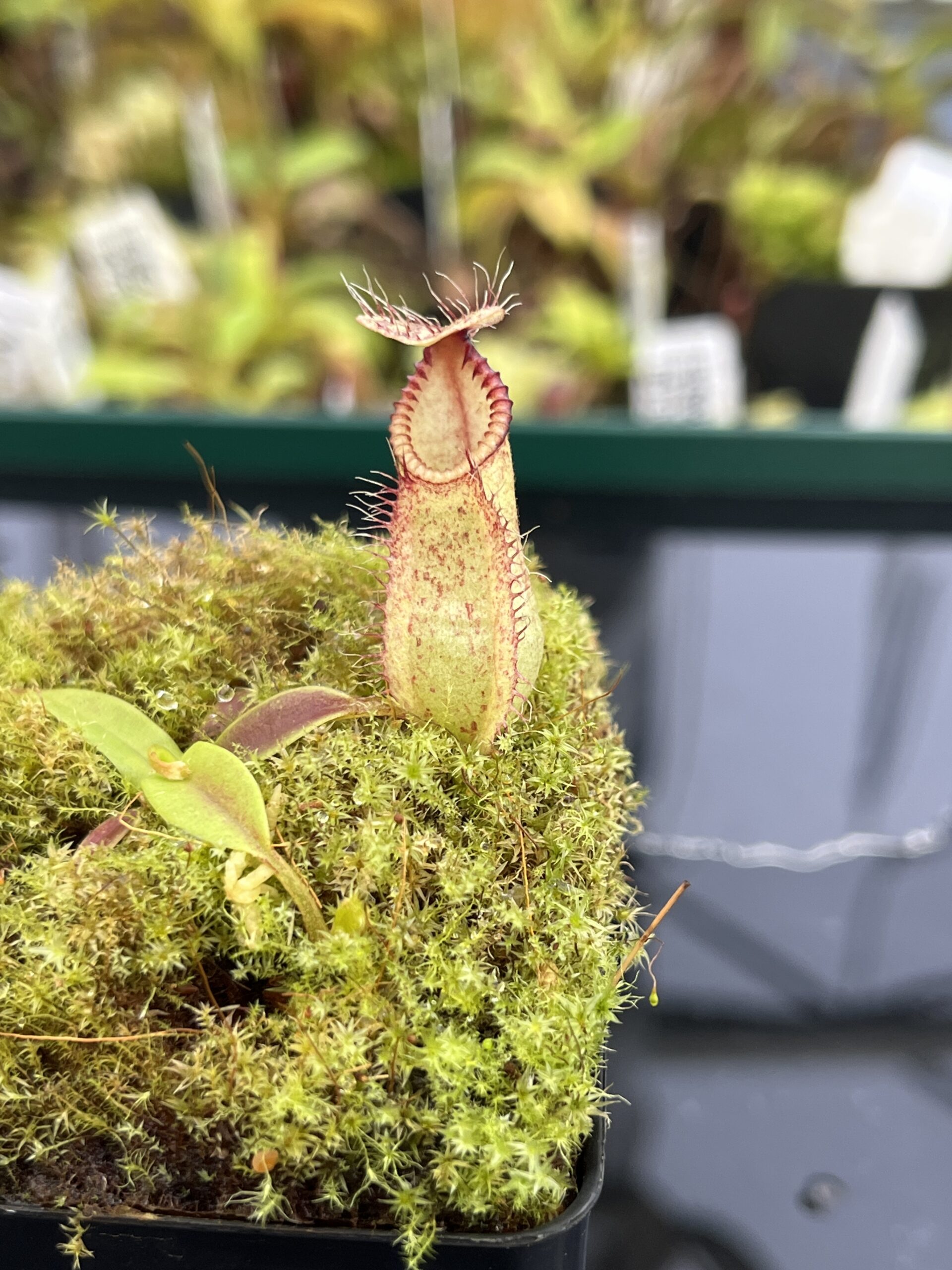 Close Up of Nepenthes hamata | Borneo Exotics | BE-4044 | H24880