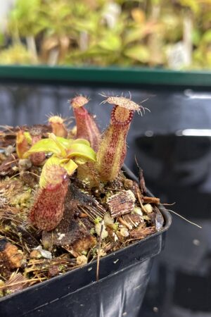 Close Up of Nepenthes hamata Katopasa | JH | Clone 2 | Jeremiah Harris | JH-337.02 | H24985