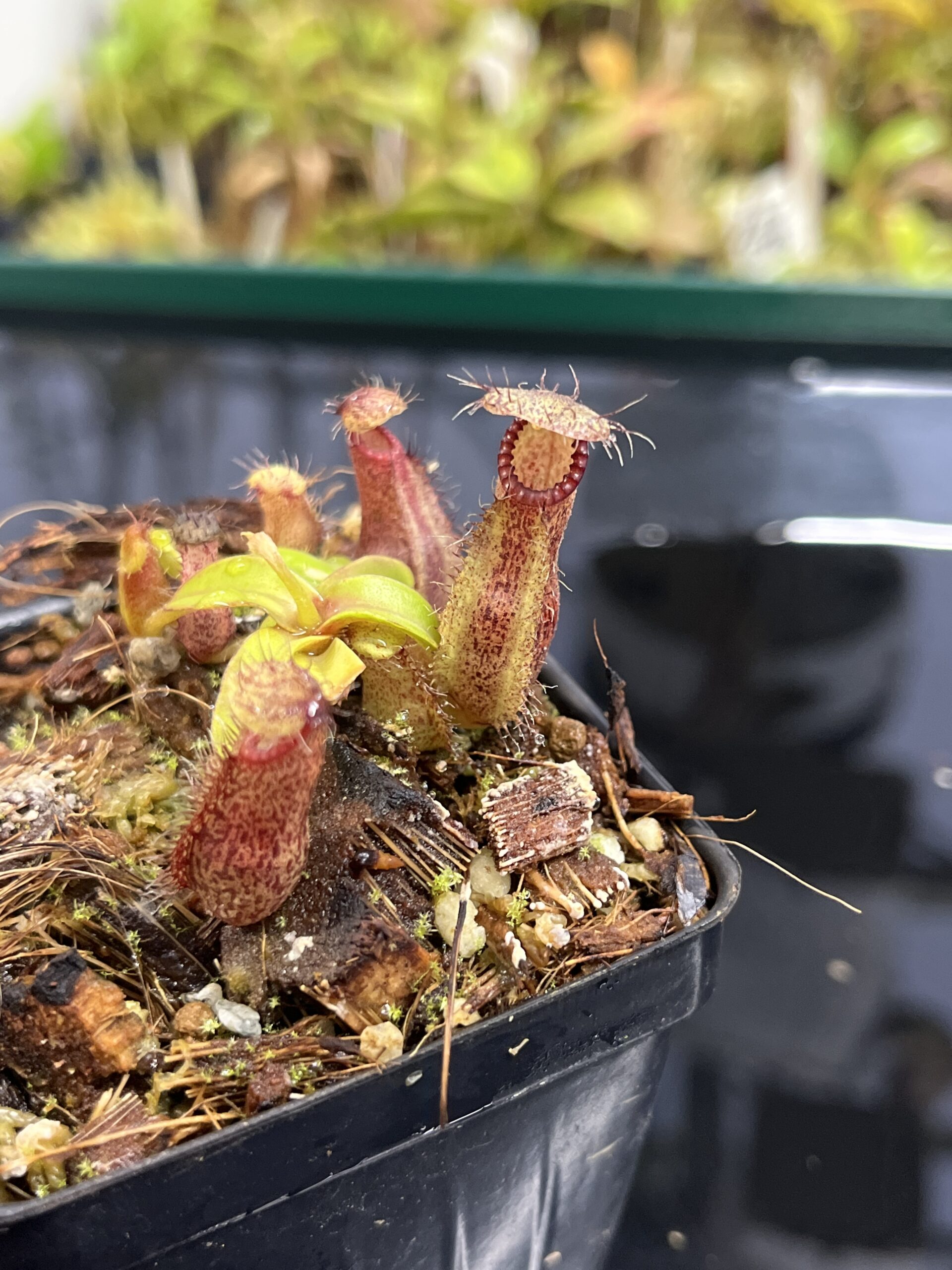 Close Up of Nepenthes hamata Katopasa | JH | Clone 2 | Jeremiah Harris | JH-337.02 | H24985