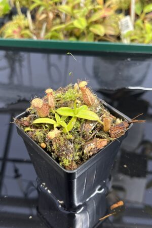 Close Up of Nepenthes hamata Katopasa | JH | Clone 2 | Jeremiah Harris | JH-337.02 | H24989