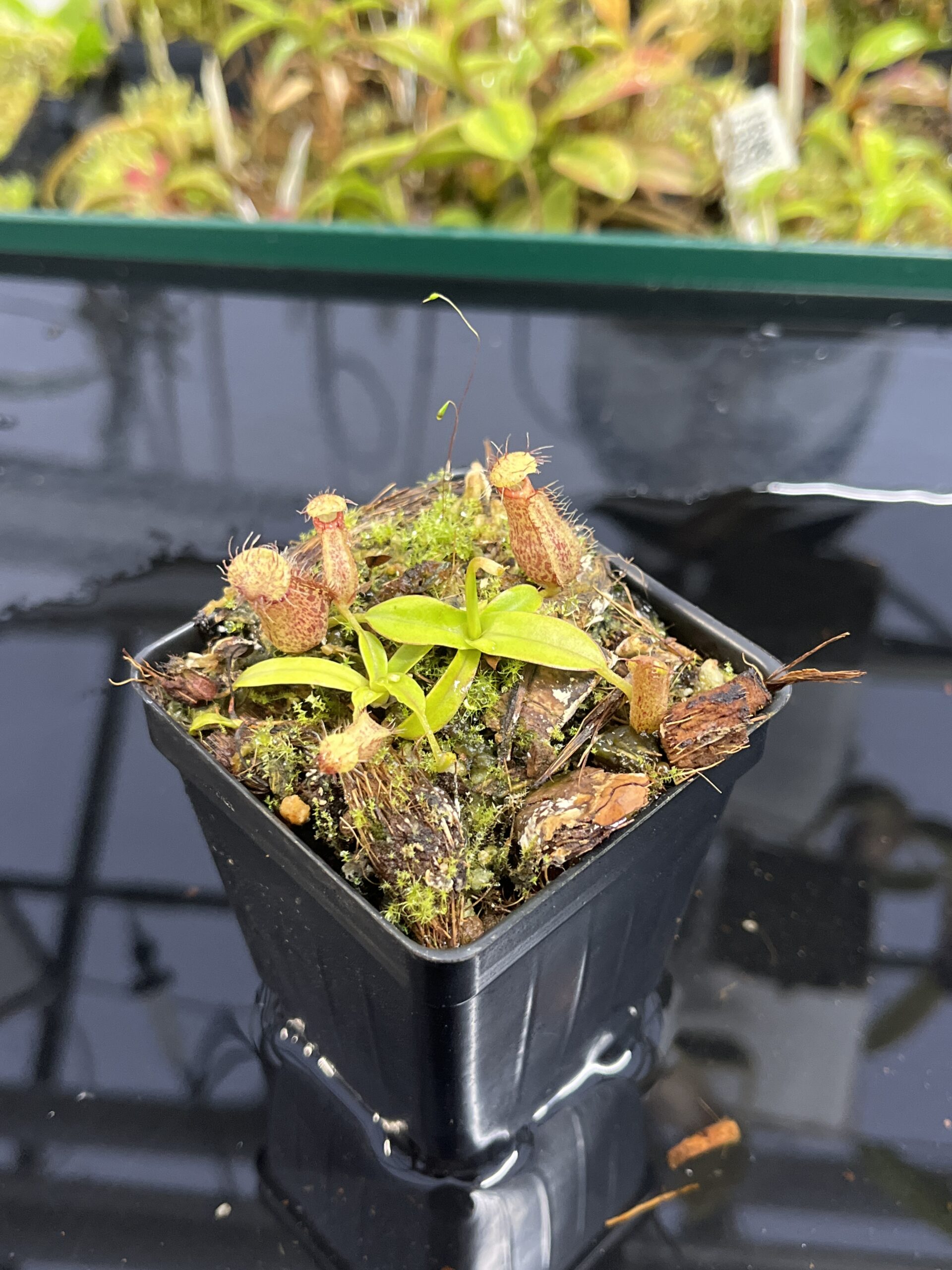 Close Up of Nepenthes hamata Katopasa | JH | Clone 2 | Jeremiah Harris | JH-337.02 | H24989