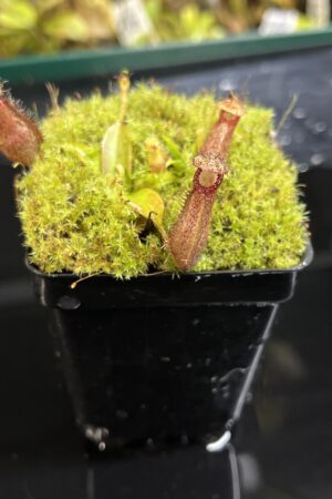 Close Up of Nepenthes hamata Katopasa | JH | Clone 2 | Jeremiah Harris | JH-337.02 | H25223