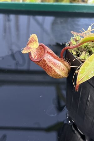 Close Up of Nepenthes hamata x attenboroughii | Borneo Exotics | BE-4636 | H24993