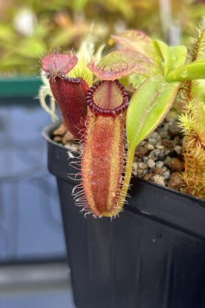 Close Up of Nepenthes hamata x edwardsiana | Andreas Wistuba | AW-17 | H25031