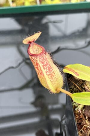 Close Up of Nepenthes hamata x klossii | Borneo Exotics | BE-4562 | IN24812